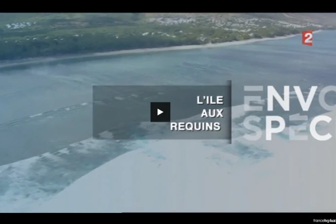 Reportage requins