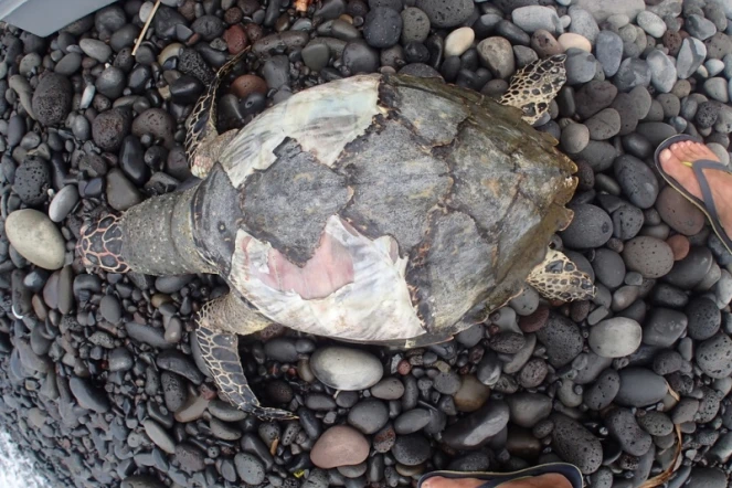 Une jeune tortue imbriquée retrouvée échouée au Barachois