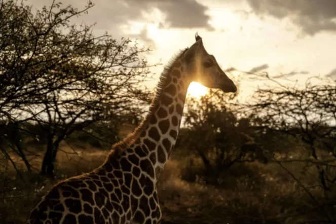 Un bébé girafe dans la réserve de Ruko au Kenya, le 7 juillet 2024 ( AFP / LUIS TATO )