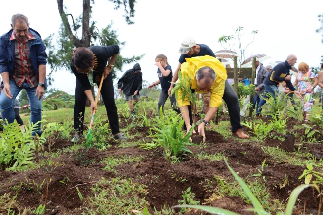 Plantation d'arbres endémiques et indigènes à Petite-île