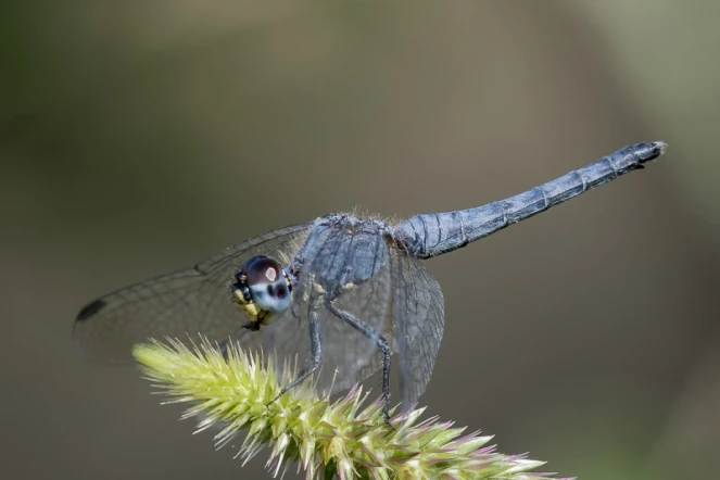photographe amateur Xavier Agnus
