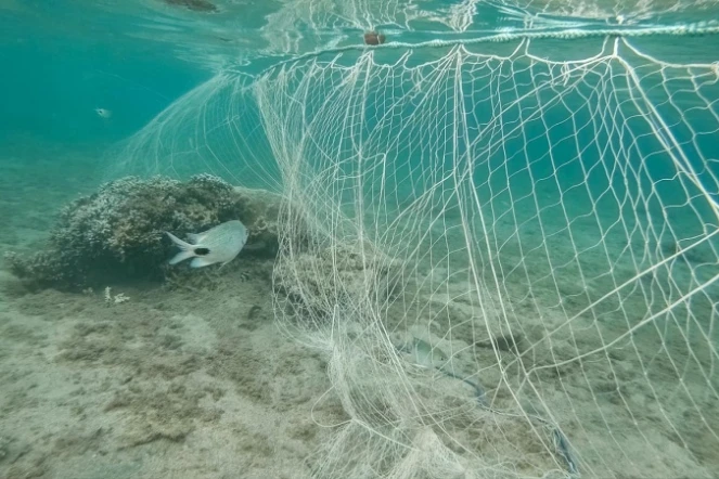 Saint-Pierre : un filet anti-requin posé dans le lagon provoque la colère d'une association