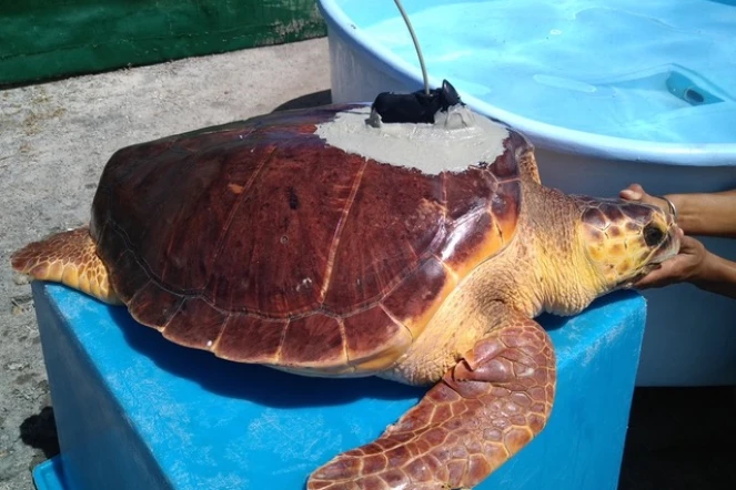 Les tortues caouannes de Kélonia à la pêche aux infos