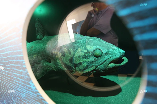 coelacanthe