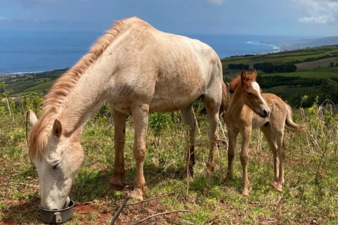 Vol de poulain a Piton Saint-Leu