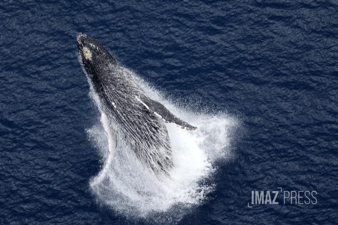 baleines septembre 2023