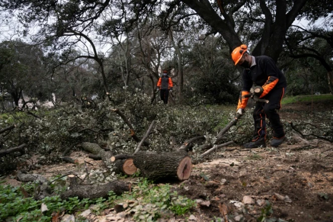 Élagage dans le parc Retiro de Madrid, le 29 janvier 2021