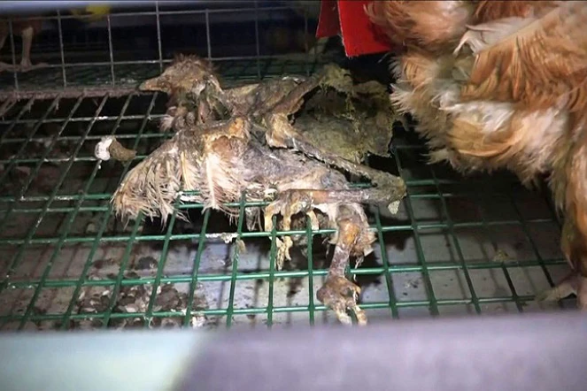 Capture d\'écran réalisée le 24 mai 2016 d\'une vidéo publiée par l\'association L214 dans laquelle on voit le corps d\'une poule morte dans une cage dans une ferme à Chaleins dans l\'Ain