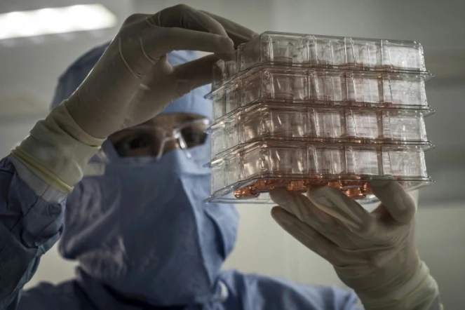 Un homme regarde une culture de cellules pour produire des tissus humains dans le laboratoire Episkin à Lyon le 28 janvier 2016