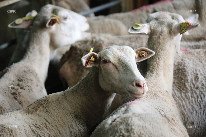 Moutons 