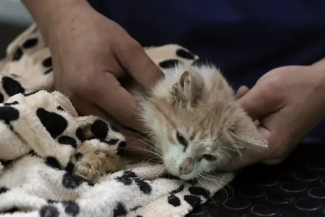 Le vétérinaire Kostis Larkou s'occupe d'un chat souffrant de péritonite infectieuse féline (PIF), à la clinique de Nicosie, le 20 juin 2023 sur l'île de Chypre ( AFP / Christina ASSI )