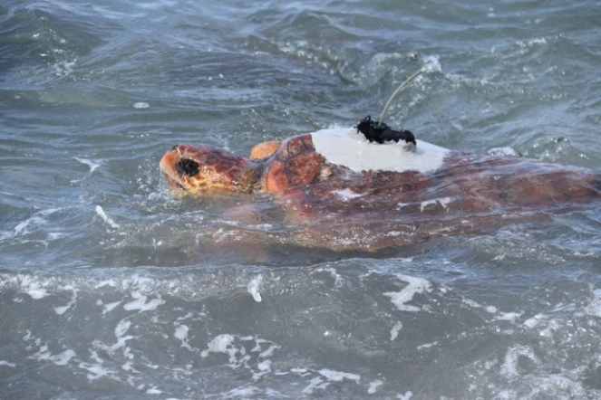 India, la tortue caouanne de Kélonia, bientôt au coeur d'un reportage