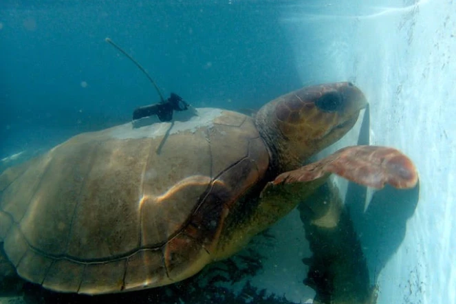 tortue caouanne, Tina, Kelonia, balise, itinéraire