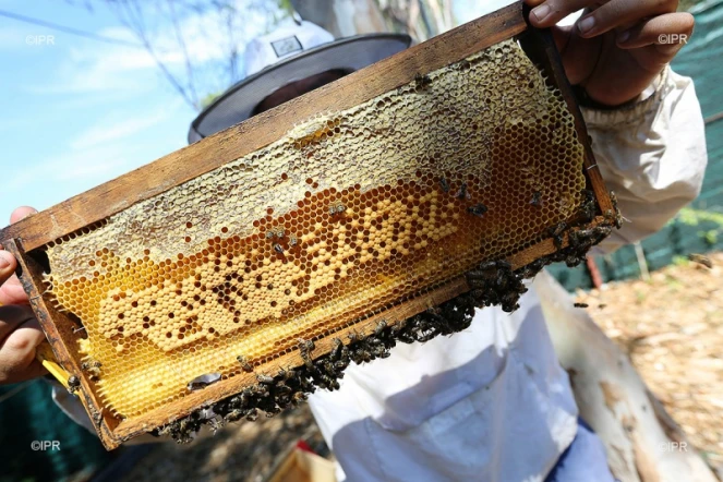 apiculteur 