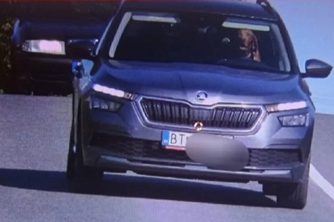 Chein au volant