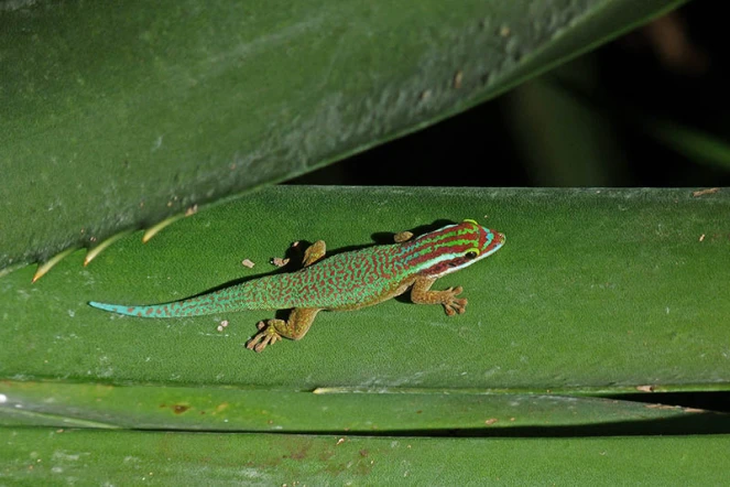 Gecko vert de Manapany 