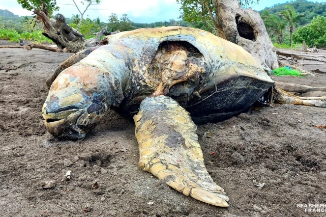 À Mayotte, des centaines de tortues massacrés pour leur chair