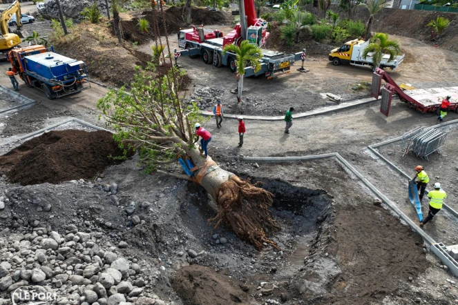 Le Port : opération de sauvetage d'un baobab