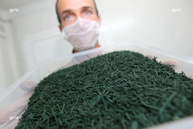 Production  de spiruline