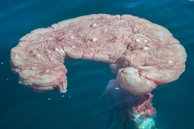 Australie : un placenta de baleine remonte à la surface 