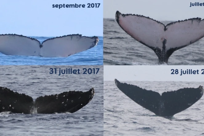 Les baleines Nairobi et Uvale observées hier ont déjà été photo-identifiées en 2017