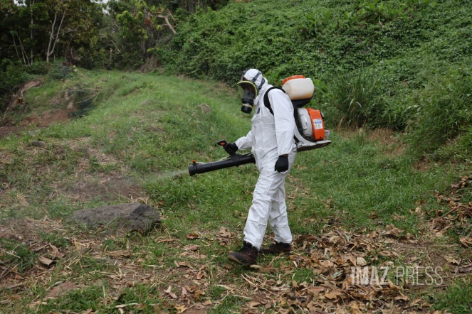 démoustication chikungunya 