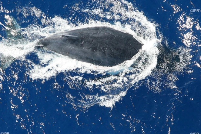 baleines 