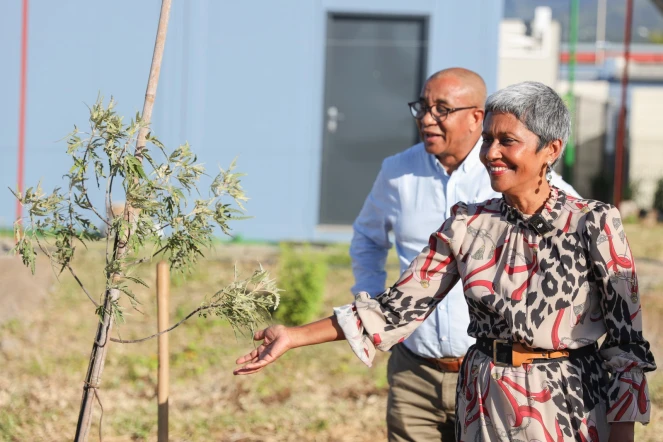 Saint-Denis : le premier arbre de sa micro-forêt urbaine planté 