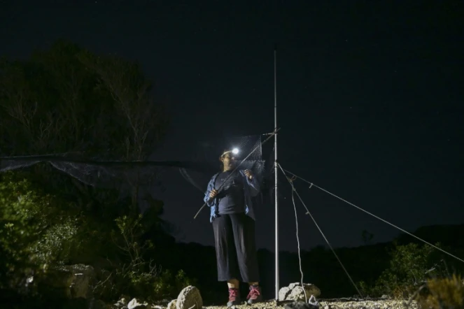 Elisabeth Navarrette, de l'observatoire des oiseaux d'Anticythère, déploie des filets pour capturer et baguer des oiseaux migrateurs,  sur la petite île d'Anticythère, le 17 septembre 2024 en Grèce 