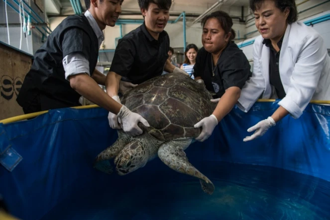 La tortue qui avait avalé 915 pièces de monnaie réapprend à nager à Bangkok, en Thaïlande, le 12 mars 2017