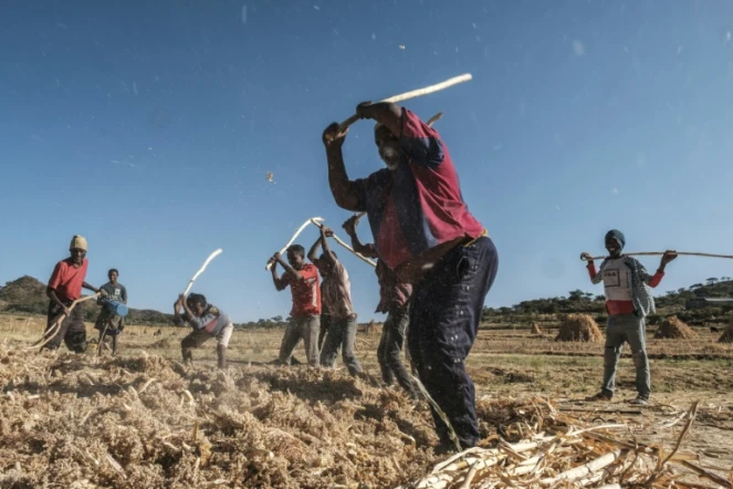 Des agricuteurs récoltent du sorgho dans le village d'Ayasu Gebriel, dans la région du Tigré en Ethiopie, le 10 décembre 2020. 