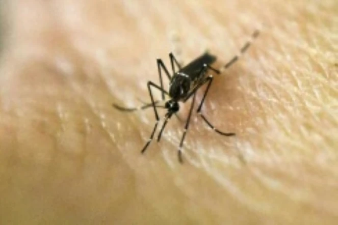 Cinq cas de contamination par le virus Zika dans la très touristique Miami Beach