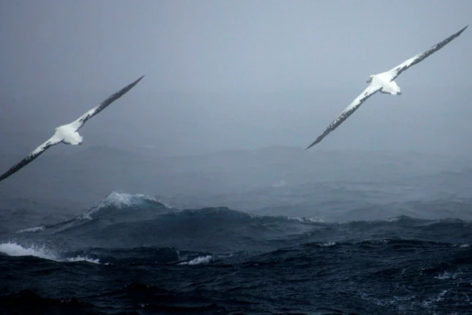 Les biologistes de la réserve naturelle américaine des Iles Midway dans le Pacifique ont observé l'albatros de laysan, appelée Wisdom, retourner pondre début décembre. C'est l'oiseau marin sauvage le plus âgé à concevoir, à au moins 66 ans