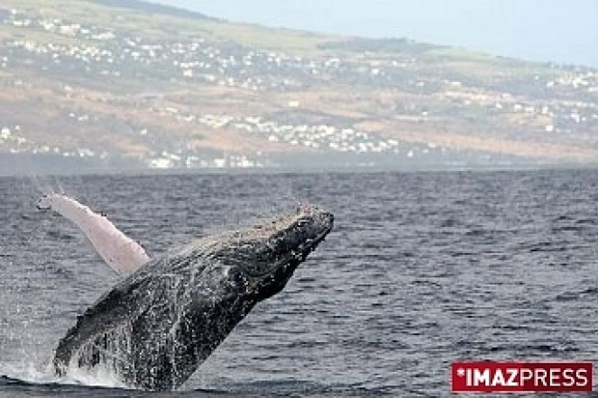 Sea Shepherd Réunion prévoit la disparition des baleines à cause de la nouvelle route du littoral (photo arhcive imazpess).