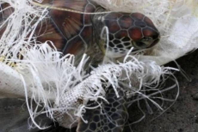 Katty, la jeune tortue verte Chelonia mydas sauvée par le bateau Océana II était prisonnière des débris d'un sac de riz (Photo Stéphane Ciccione/Kélonia)