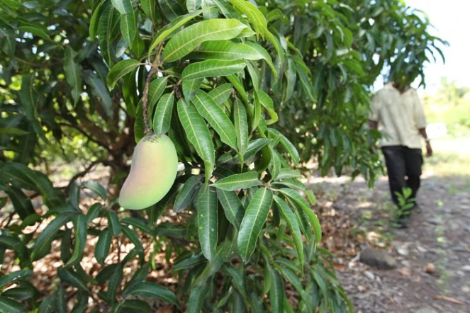 Verger de manguiers dans l'ouest