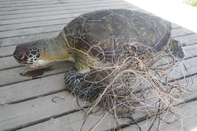 Deux tortues ont été les victimes des fils de pêche (photo Kélonia)