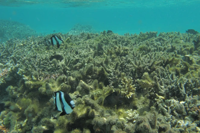 Récif corallien eutrophisé (l'eutrophisation est la modification et la dégradation d'un milieu aquatique-  Photo Vie océane)