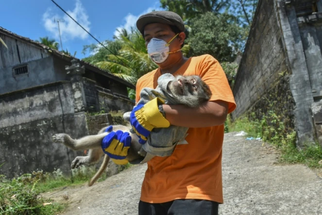 Un membre d'une ONG porte un singe évacué de la maison d'un vilageois à Sidemen, près du Mont Agung, le 29 septembre 2017 