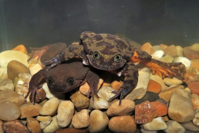 Photo fournie par le musée Alcide d'Orbigny montrant une espèce de grenouille en Bolivie menacée d'extinction