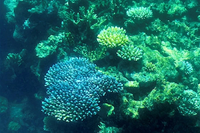 La grande barrière de corail, au large de l'état australien du Queensland, le 7 mars 2022