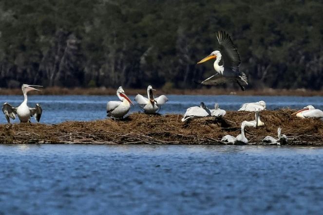 Des pélicans dans la lagune de Divjaka-Karavasta, le 11 mars 2018 en Albanie