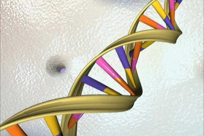   Non, l'ADN mitochondrial des femmes noires ne présente pas "toutes les variations" génétiques possibles