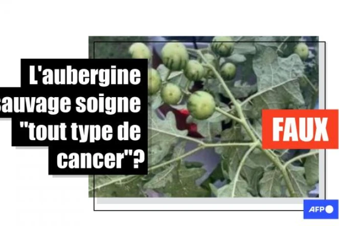   L'aubergine sauvage n'est pas un remède contre le cancer