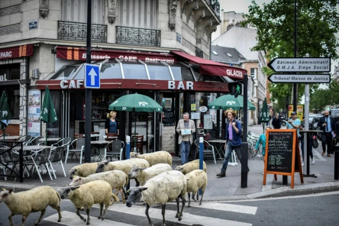 Traversée d'un troupeau de brebis à Aubervilliers, le 13 juin 2018