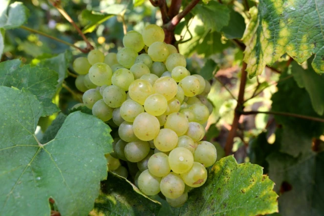 La récolte dans le Jura a commencé avec les crémants et les vins de paille