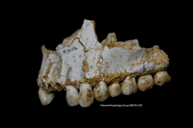 Une équipe internationale de chercheurs a étudié le tartre dentaire de quatre fossiles d'hommes de Néandertal. Retrouvés en Belgique (grotte de Spy) et en Espagne (site d'El Sidron), ils ont entre 42.000 et 50.000 ans.