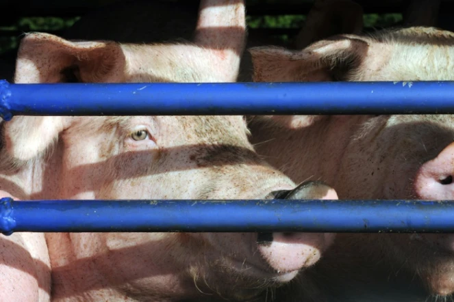 Des cochons destinés à l'abattoir, photo du 22 octobre 2013