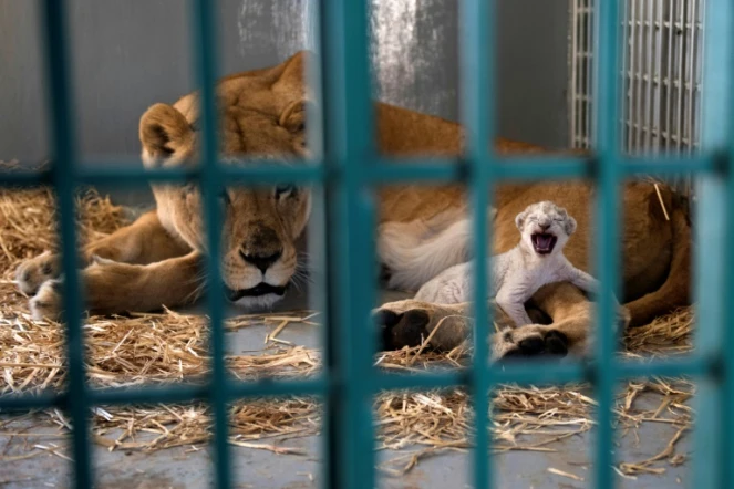 Une lionne sauvée par une ONG, l'organisation "Four Paws" (Quatre Pattes), et son nouveau-né à l'intérieur d'une cage dans une réserve pour animaux à Amman en Jordanie, le 14 août 2017