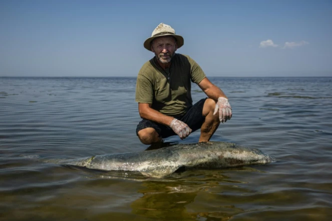 Le scientifique Ivan Roussev examine un dauphin mort sur une plage du parc national des Lagunes de Touzly, le 28 août 2022 en Ukraine